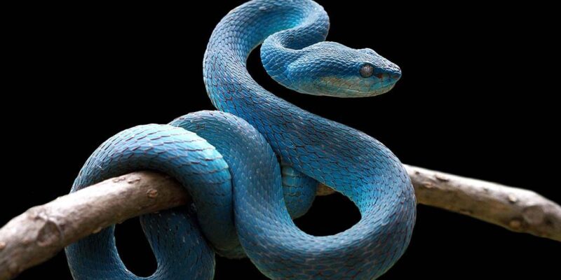 Fascinating Facts Of Snakes 1 1242360784 H 1024x700 1