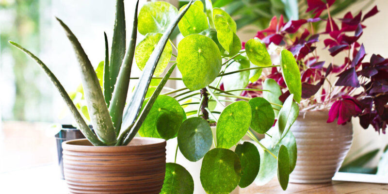 Some of the best indoor plants in India that are simple to grow are listed here! 1 rsz 1shutterstock 702959287